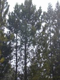 Fotografia da espécie Pinus pinaster