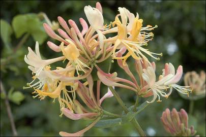 Fotografia da espécie Lonicera etrusca