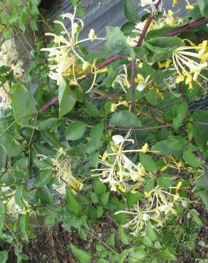 Fotografia 12 da espécie Lonicera etrusca no Jardim Botânico UTAD