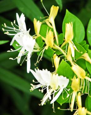 Fotografia 6 da espécie Lonicera japonica no Jardim Botânico UTAD