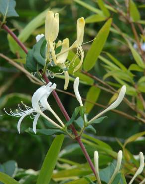 Fotografia 7 da espécie Lonicera japonica no Jardim Botânico UTAD