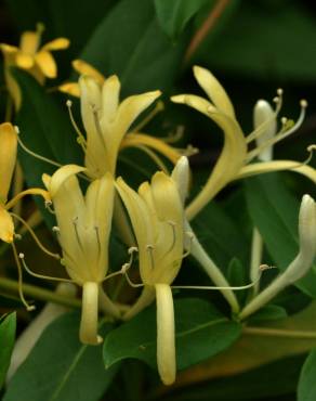 Fotografia 8 da espécie Lonicera japonica no Jardim Botânico UTAD