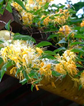 Fotografia 12 da espécie Lonicera japonica no Jardim Botânico UTAD