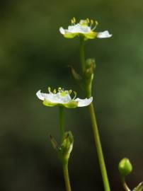 Fotografia da espécie Alisma plantago-aquatica