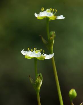 Fotografia 4 da espécie Alisma plantago-aquatica no Jardim Botânico UTAD