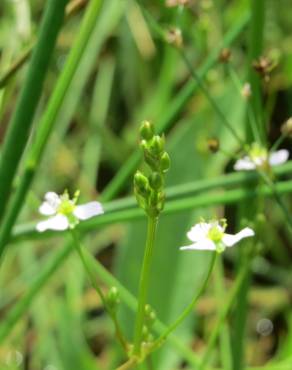 Fotografia 6 da espécie Alisma plantago-aquatica no Jardim Botânico UTAD