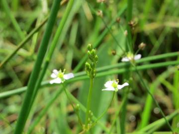 Fotografia da espécie Alisma plantago-aquatica