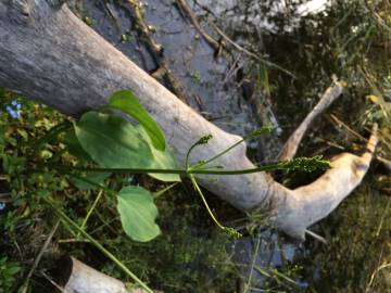 Fotografia da espécie Alisma plantago-aquatica