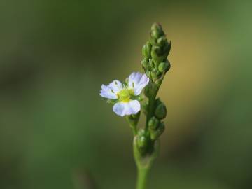 Fotografia da espécie Alisma plantago-aquatica