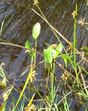 Fotografia 10 da espécie Alisma plantago-aquatica no Jardim Botânico UTAD