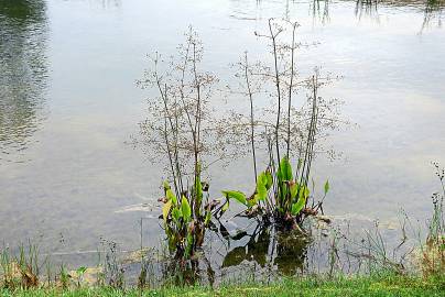 Fotografia da espécie Alisma plantago-aquatica