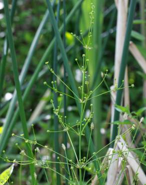 Fotografia 12 da espécie Alisma plantago-aquatica no Jardim Botânico UTAD