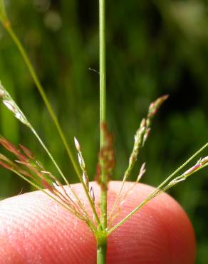 Fotografia 8 da espécie Agrostis stolonifera no Jardim Botânico UTAD