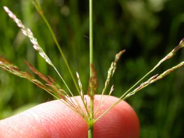 Fotografia da espécie Agrostis stolonifera