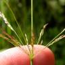 Fotografia 8 da espécie Agrostis stolonifera do Jardim Botânico UTAD