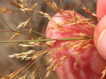 Fotografia da espécie Agrostis stolonifera