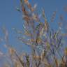 Fotografia 10 da espécie Agrostis stolonifera do Jardim Botânico UTAD