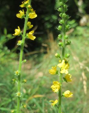 Fotografia 11 da espécie Agrimonia eupatoria subesp. eupatoria no Jardim Botânico UTAD