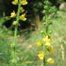 Fotografia 11 da espécie Agrimonia eupatoria subesp. eupatoria do Jardim Botânico UTAD