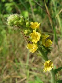 Fotografia da espécie Agrimonia eupatoria subesp. eupatoria