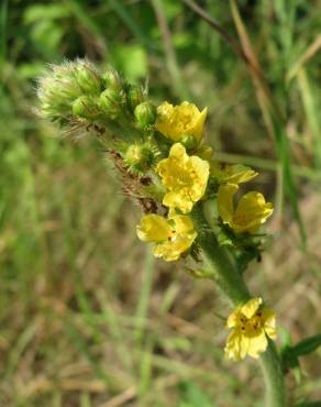 Fotografia 12 da espécie Agrimonia eupatoria subesp. eupatoria no Jardim Botânico UTAD