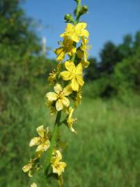 Fotografia da espécie Agrimonia eupatoria subesp. eupatoria