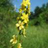 Fotografia 13 da espécie Agrimonia eupatoria subesp. eupatoria do Jardim Botânico UTAD