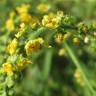 Fotografia 14 da espécie Agrimonia eupatoria subesp. eupatoria do Jardim Botânico UTAD