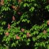 Fotografia 8 da espécie Aesculus x carnea do Jardim Botânico UTAD