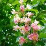 Fotografia 10 da espécie Aesculus x carnea do Jardim Botânico UTAD