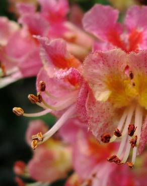 Fotografia 11 da espécie Aesculus x carnea no Jardim Botânico UTAD