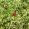 Fotografia 4 da espécie Adonis annua do Jardim Botânico UTAD