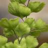 Fotografia 8 da espécie Adiantum capillus-veneris do Jardim Botânico UTAD