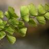 Fotografia 9 da espécie Adiantum capillus-veneris do Jardim Botânico UTAD