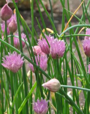 Fotografia 1 da espécie Allium schoenoprasum no Jardim Botânico UTAD