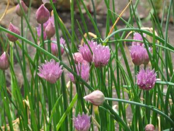 Fotografia da espécie Allium schoenoprasum