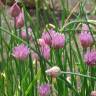 Fotografia 1 da espécie Allium schoenoprasum do Jardim Botânico UTAD