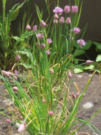 Fotografia da espécie Allium schoenoprasum