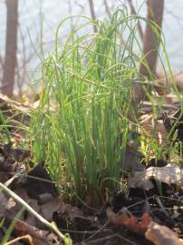 Fotografia da espécie Allium schoenoprasum