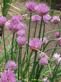 Fotografia da espécie Allium schoenoprasum