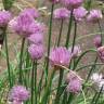 Fotografia 4 da espécie Allium schoenoprasum do Jardim Botânico UTAD