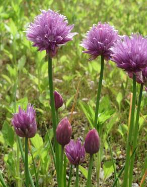 Fotografia 5 da espécie Allium schoenoprasum no Jardim Botânico UTAD