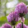 Fotografia 6 da espécie Allium schoenoprasum do Jardim Botânico UTAD