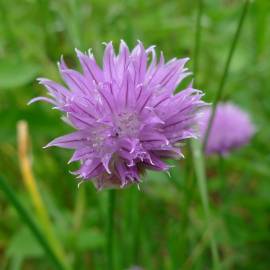 Fotografia da espécie Allium schoenoprasum