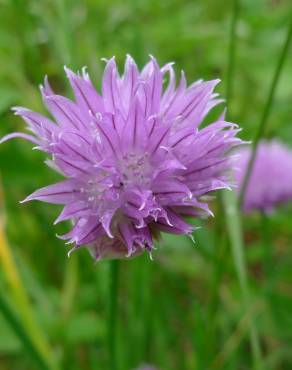 Fotografia 8 da espécie Allium schoenoprasum no Jardim Botânico UTAD