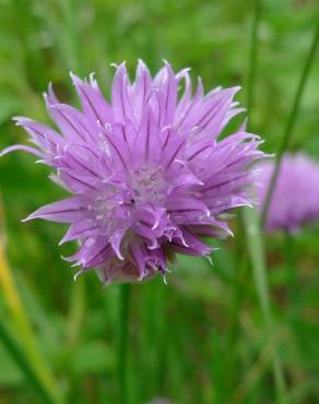 Fotografia 8 da espécie Allium schoenoprasum no Jardim Botânico UTAD