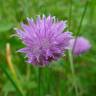 Fotografia 8 da espécie Allium schoenoprasum do Jardim Botânico UTAD