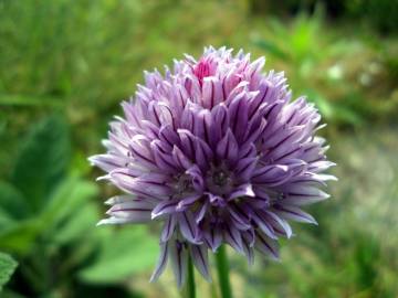 Fotografia da espécie Allium schoenoprasum