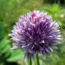 Fotografia 9 da espécie Allium schoenoprasum do Jardim Botânico UTAD