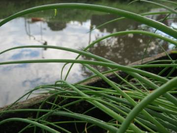 Fotografia da espécie Allium schoenoprasum